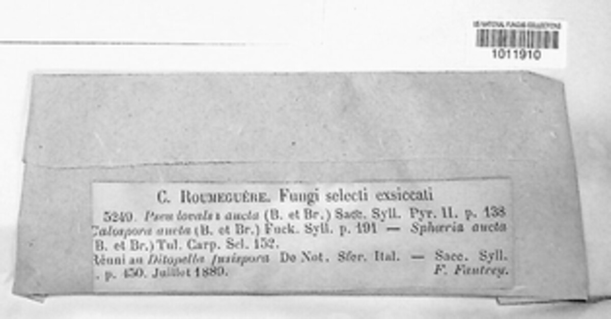 Pseudovalsa aucta image